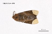 藏品(毒蛾科)的圖片